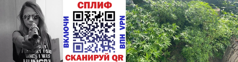 Конопля VHQ  Касли 